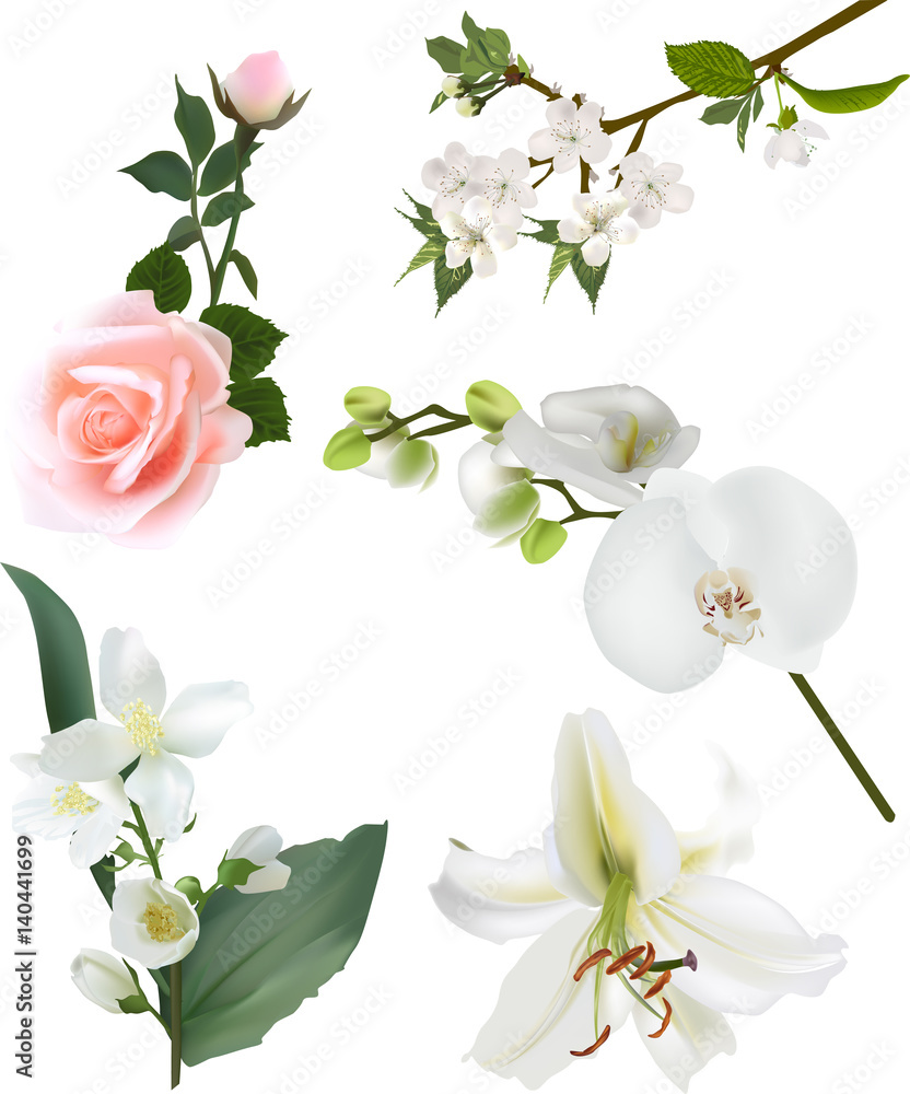 Obraz premium five light flowers isolated on white