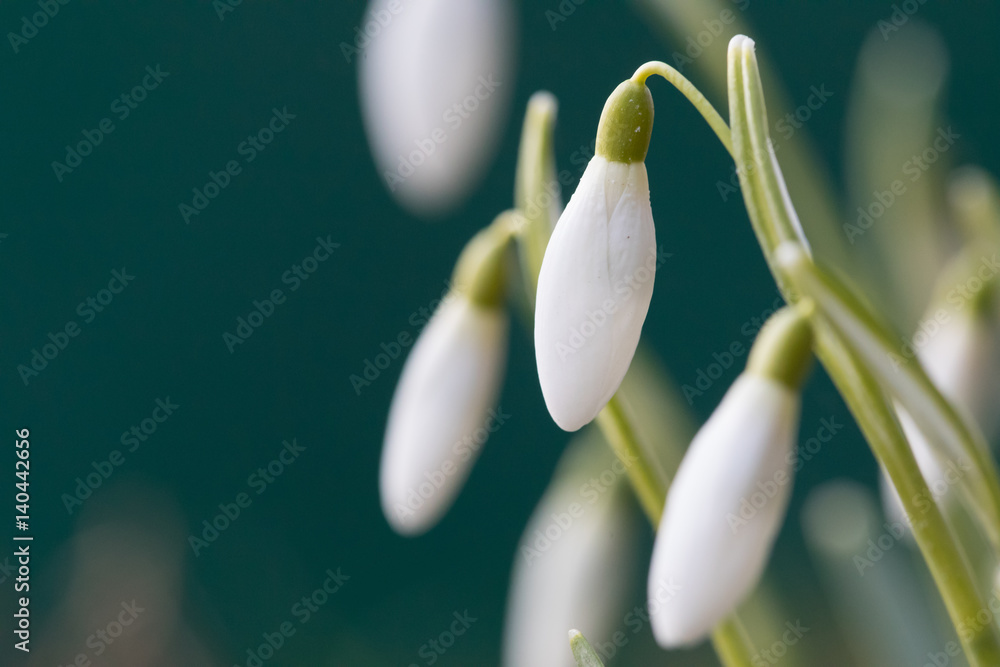 little closed snowdrops on spring morning, detail little closed snowdrops on spring morning, detail