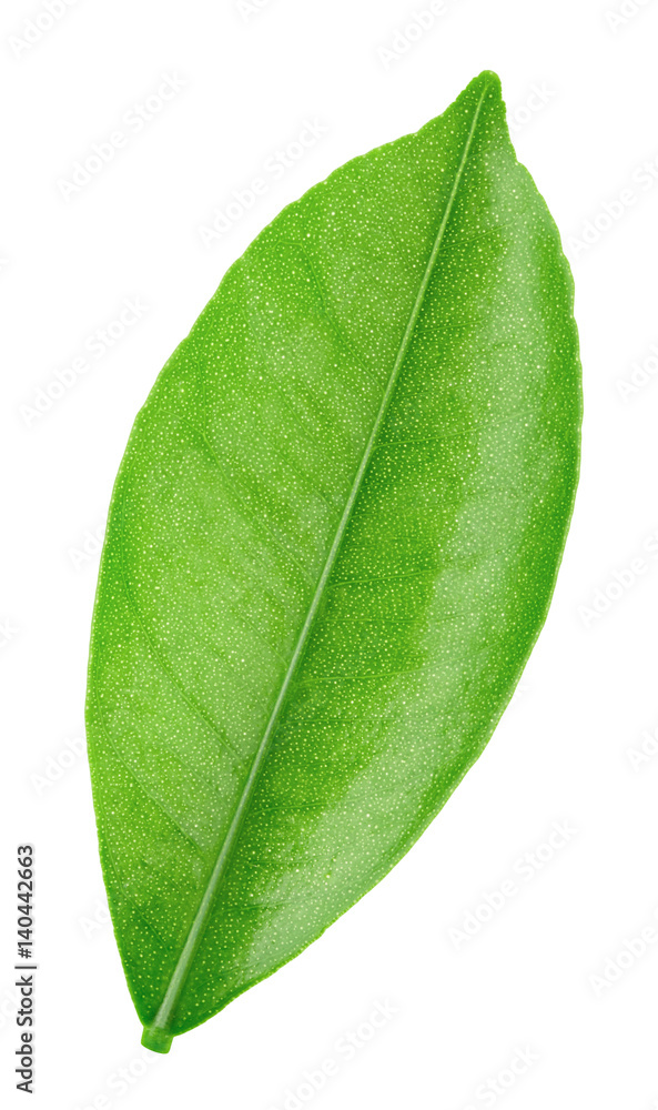 Fototapeta premium Citrus leaf isolated on a white