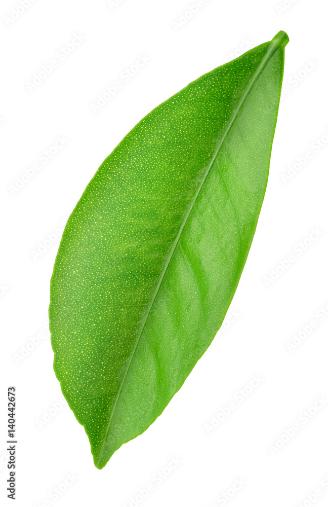 Obraz premium Citrus leaf isolated on a white