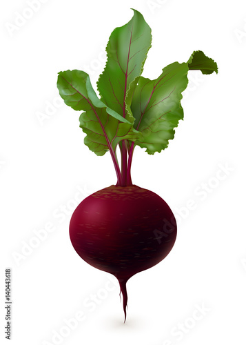 Single realistic beet root with leaves (mangold) on white background. Vertical vector illustration.