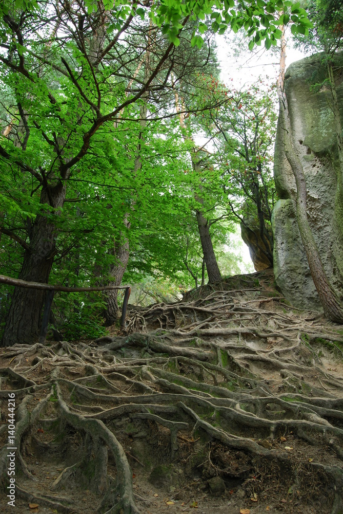 Czarnorzecko-Strzyzowski Park Krajobrazowy, Rezerwat Przadki. Czarnorzecko-Strzyzowski Park Krajobrazowy, Rezerwat Przadki.