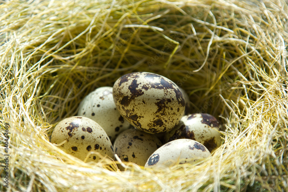 quail eggs are in the nest quail eggs are in the nest