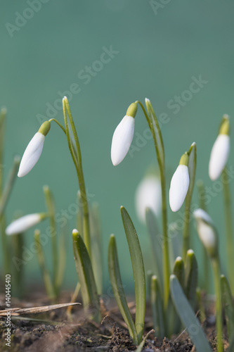 little closed snowdrops on spring morning, detail