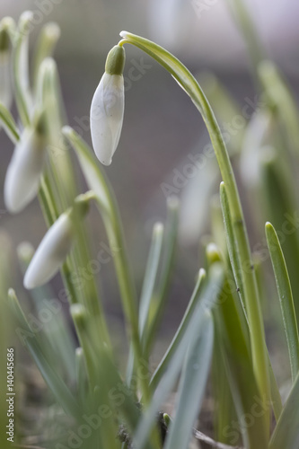 little closed snowdrops on spring morning  detail