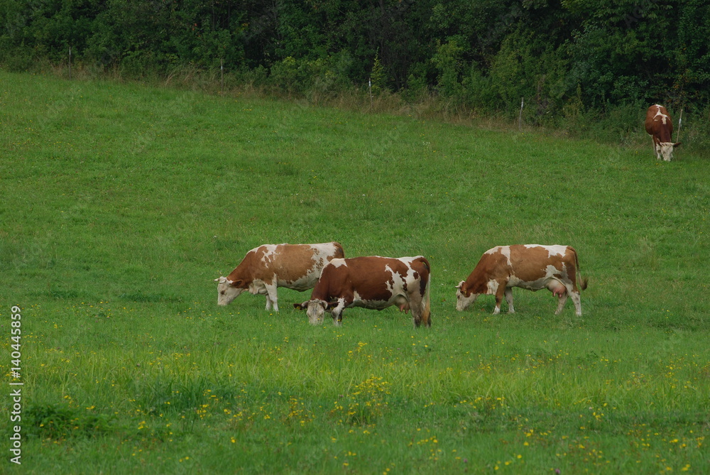 Magurski Park Narodowy, Szlak na Wysokie, Krowy. Magurski Park Narodowy, Szlak na Wysokie, Krowy.