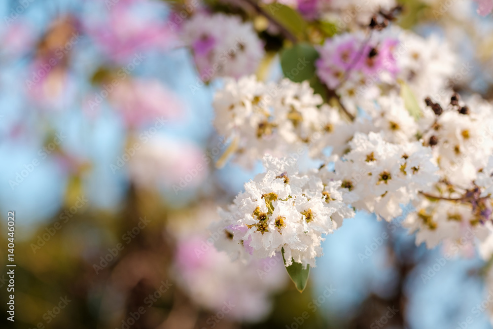 Obraz premium Bang lang flower of Indian subcontinent