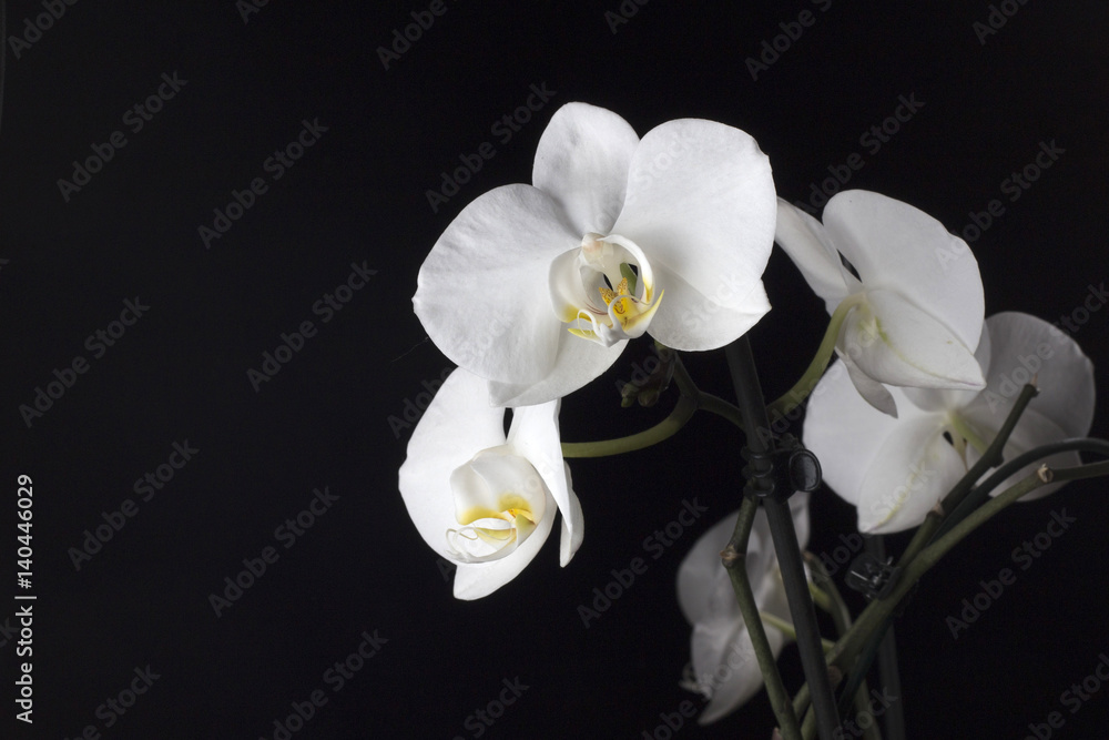 White orchids on a black background White orchids on a black background