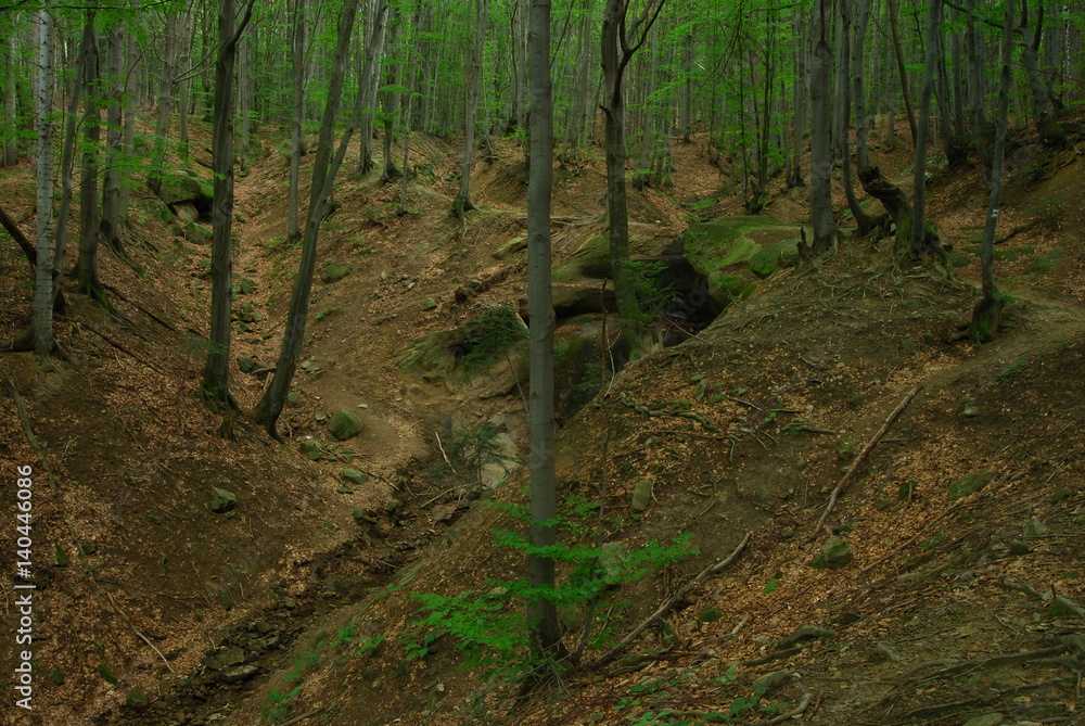 Obraz premium Magurski Park Narodowy, Szlak nad Wodospad Magurski.