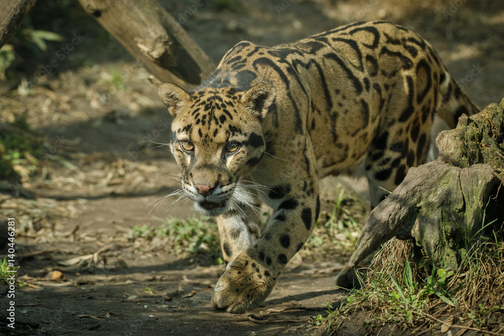 Fototapeta premium Clouded leopard is walking towards from the shadows to the light/big cat male from a darkness/zoo in czech republic/neofelis nebulosa/vey rare creature