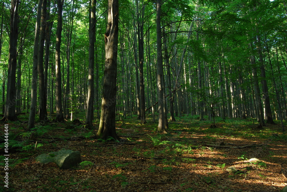 Fototapeta premium Magurski Park Narodowy, Rezerwat 