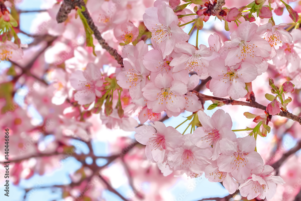 桜の開花イメージ