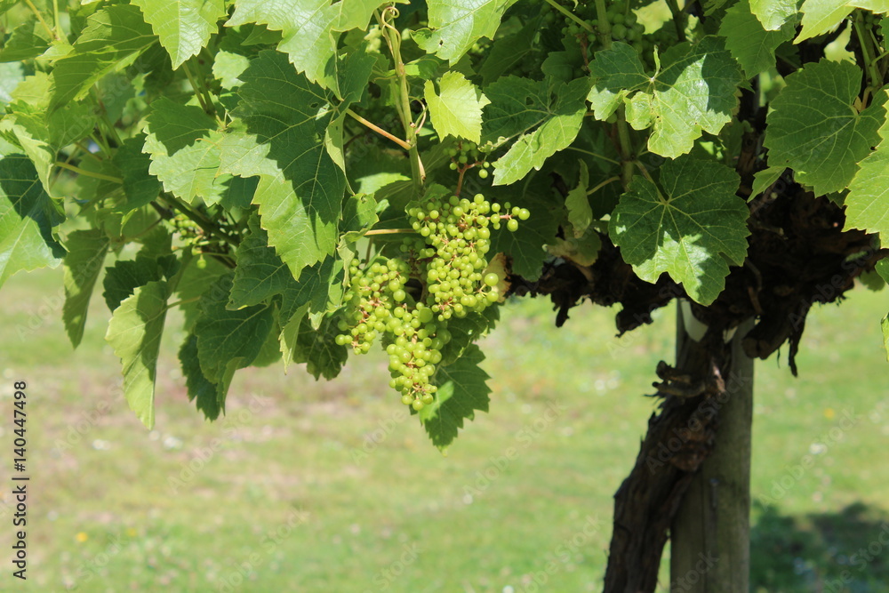 Fototapeta premium Grape Vine 