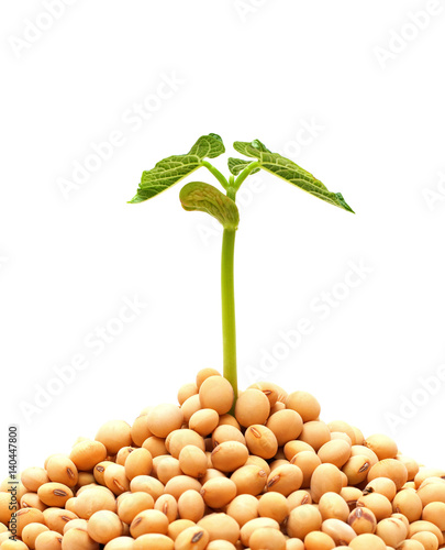 Soybean sprout isolated on white background