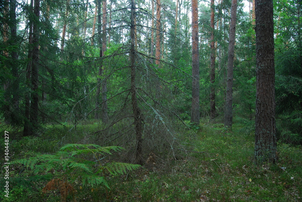 Obraz premium Park Krajobrazowy 