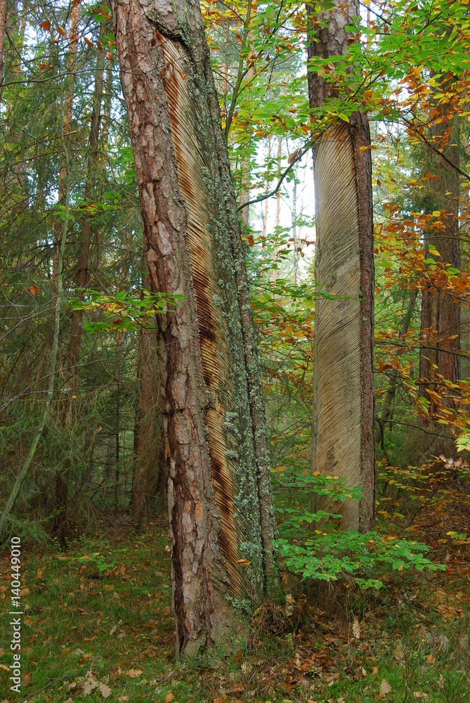 Fototapeta premium Roztoczanski Park Narodowy.