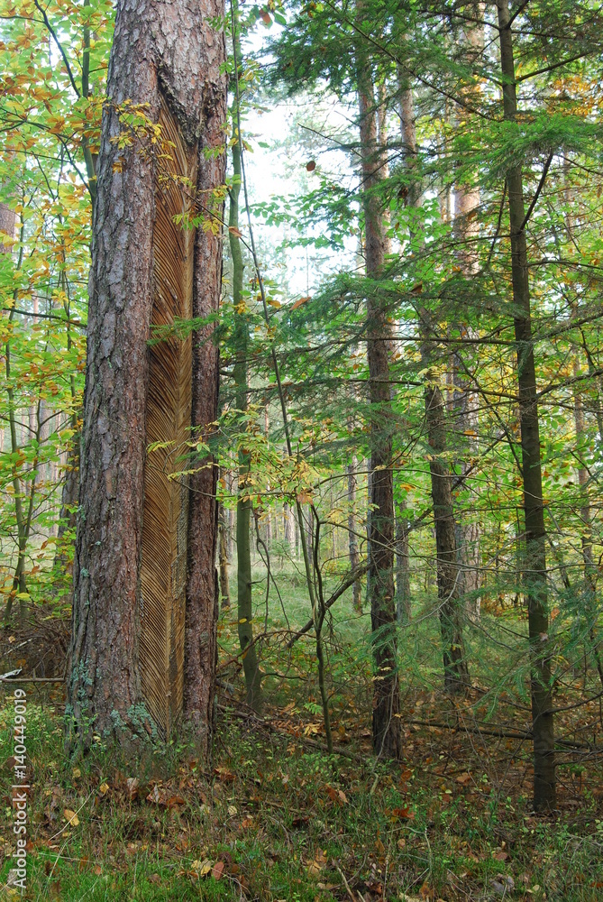 Fototapeta premium Roztoczanski Park Narodowy.