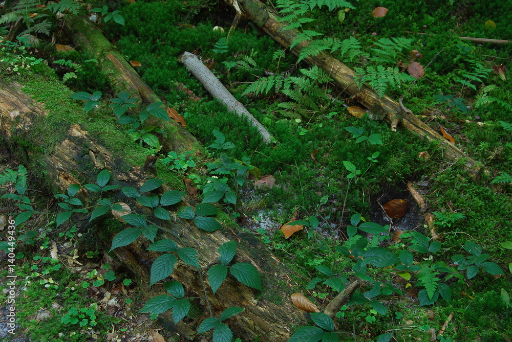 Obraz premium Roztoczanski Park Narodowy.