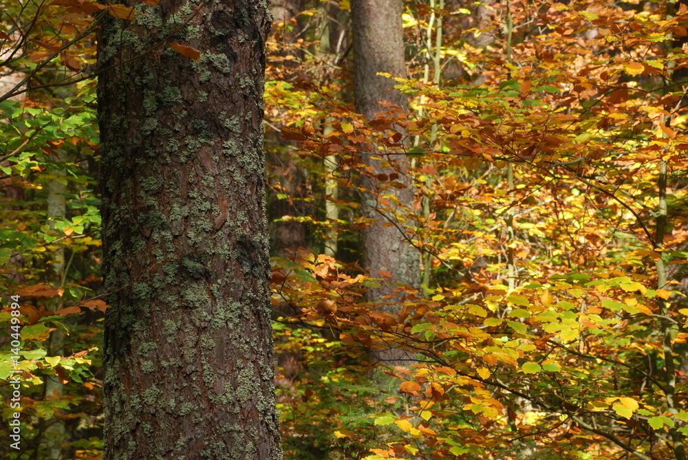 Roztoczanski Park Narodowy. Roztoczanski Park Narodowy.