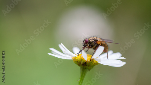 Fly on a Daisy © osterr