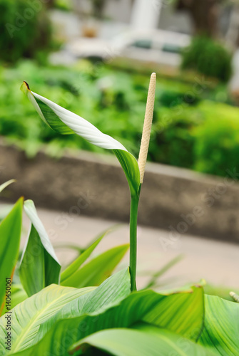 Wallpaper Mural  Flamingo Flower Torontodigital.ca
