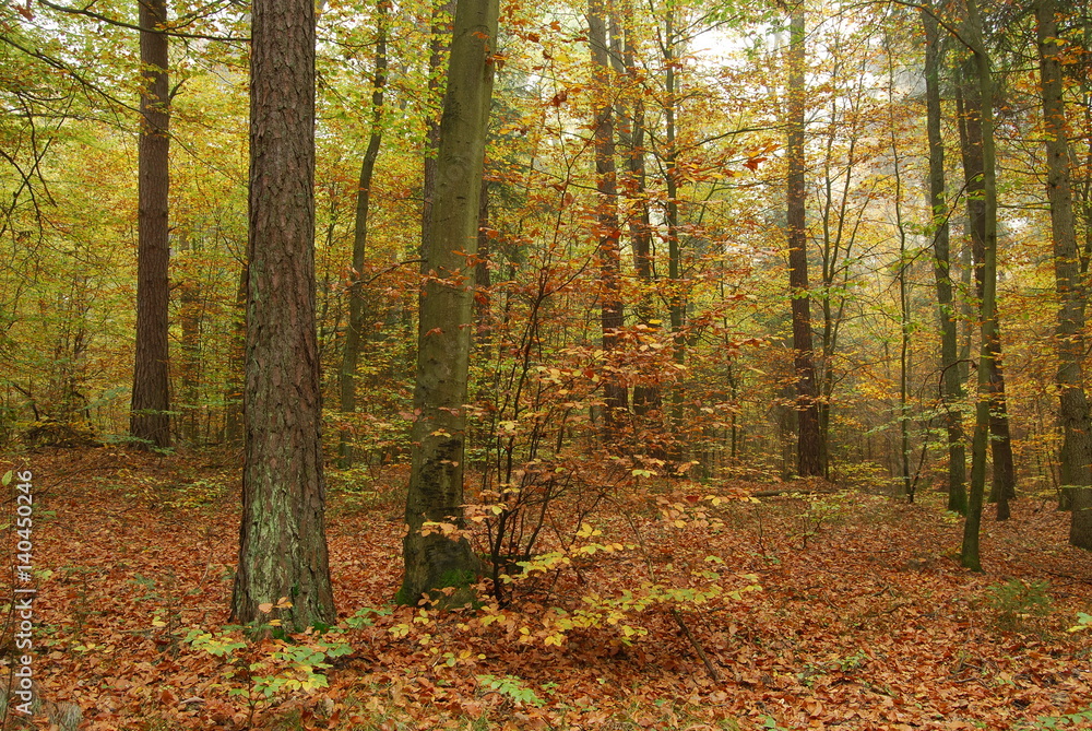 Roztoczanski Park Narodowy.