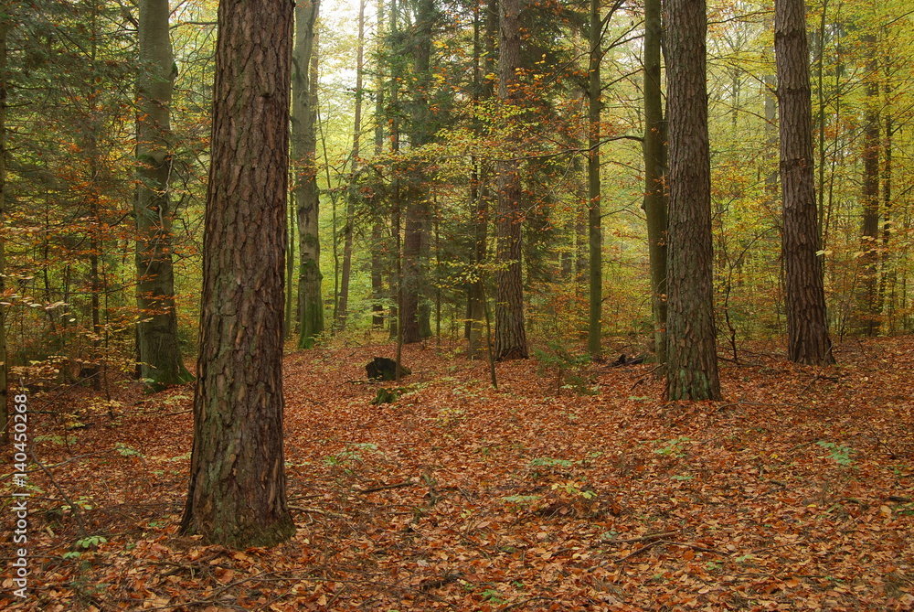 Obraz premium Roztoczanski Park Narodowy.