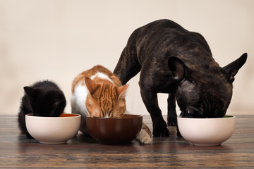 Cats and a dog eating pet food from bowls