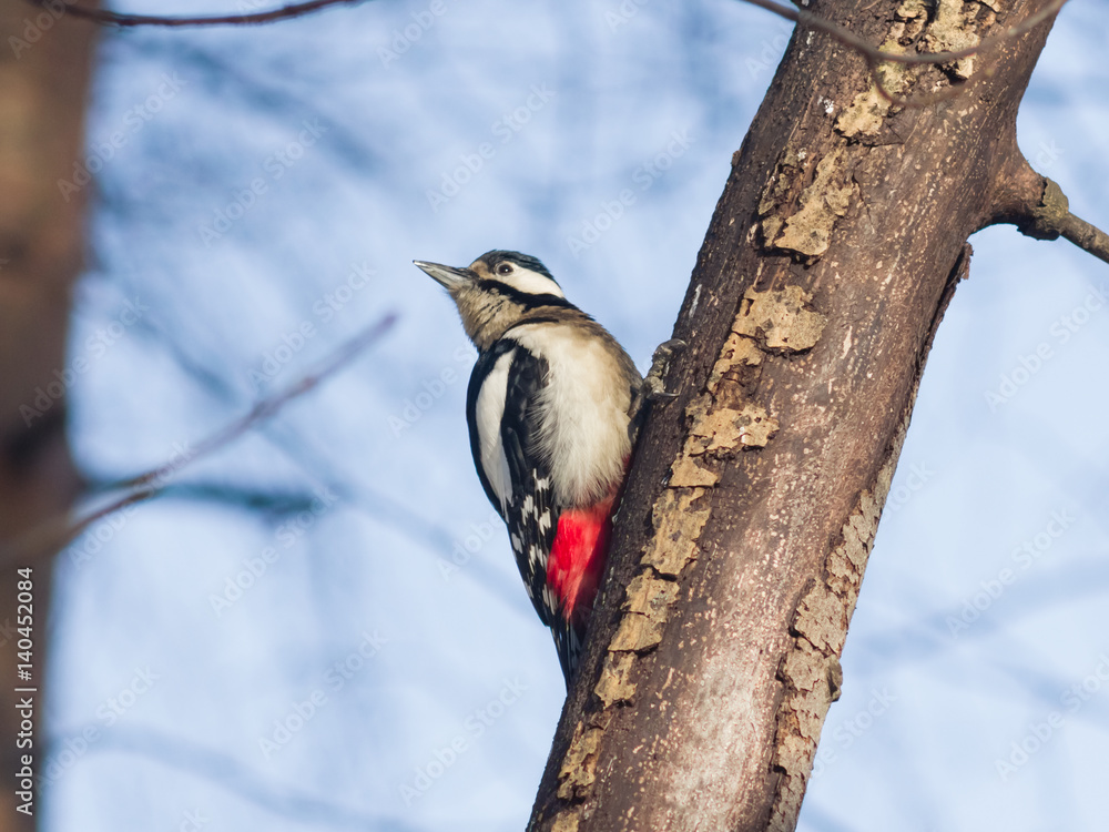 Great Spotted Woodpecker Dendrocopos major on tree, close-up portrait, selective focus, shallow DOF Great Spotted Woodpecker Dendrocopos major on tree, close-up portrait, selective focus, shallow DOF