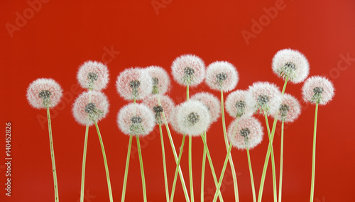 Fototapeta Naklejka Na Ścianę i Meble -  Dandelion flower on red color background, spring season concept. object on blank space backdrop