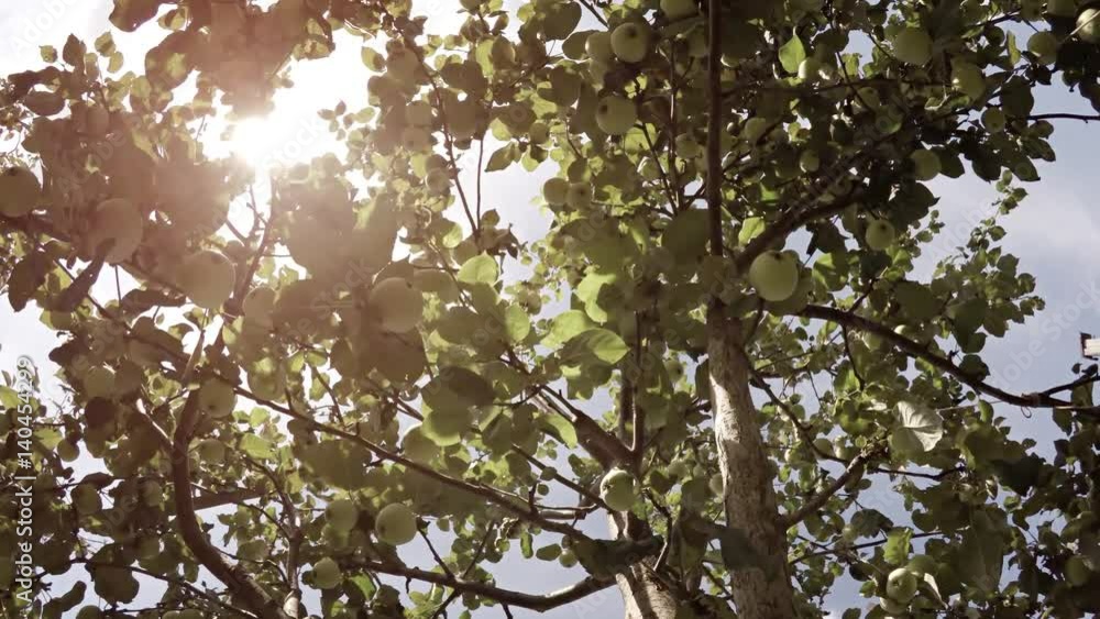 Gentle Breeze stirs Leaves and Branches of an Apple Tree Gentle Breeze stirs Leaves and Branches of an Apple Tree