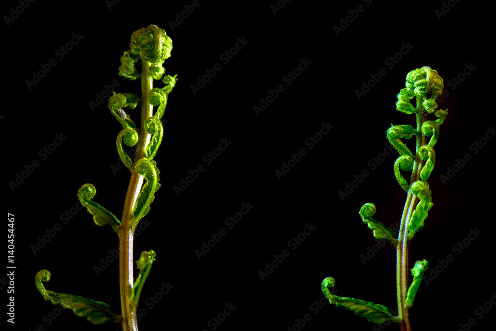 Bud leaf of Fern on black background Bud leaf of Fern on black background