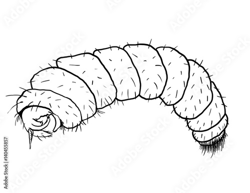 Bloodworm drawing