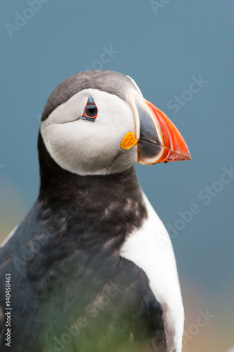 Puffin, close up, Norway