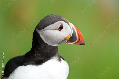 Puffin, close up, Norway