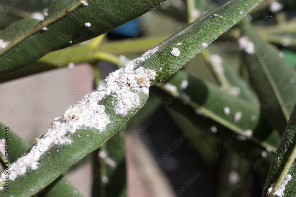 Oleander leaves densely covered with scale insects. Mealy mealybug. Oleander leaves densely covered with scale insects. Mealy mealybug.