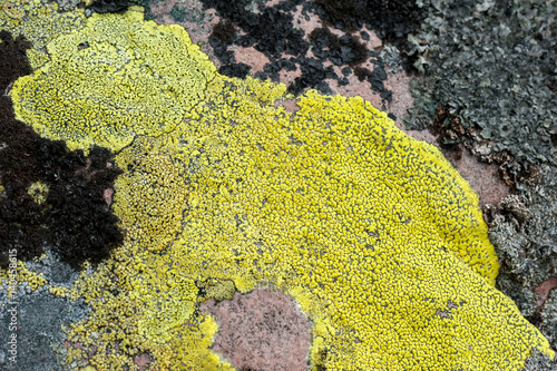 Lichens are symbiotic fungi and algae. They are able to grow on the rocks and often form on the rocks and stones beautiful pattern.