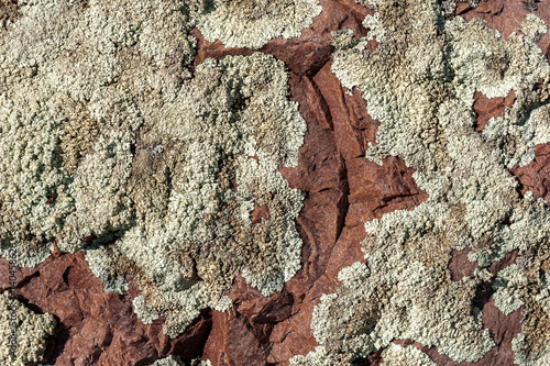 Lichens are symbiotic fungi and algae. They are able to grow on the rocks and often form on the rocks and stones beautiful pattern.