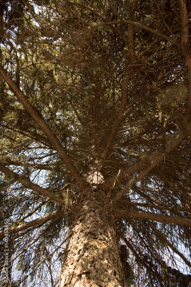 Fototapeta premium tree branch with needles