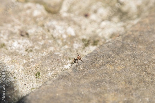 Ant walk on the street in Spring.