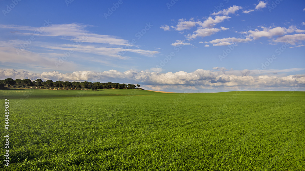 Vista de prado verde y cielo azul con nubes