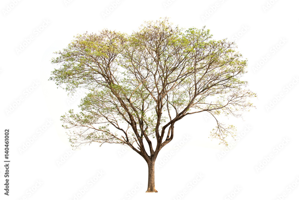 Obraz premium Rain tree nature isolate on white background