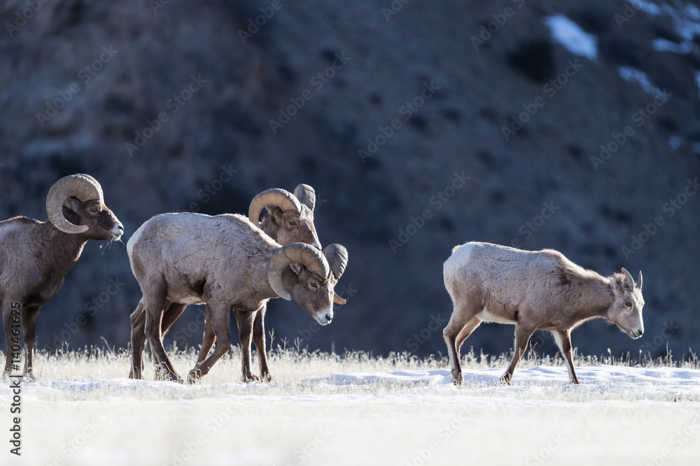 Naklejka premium Bighorn sheep