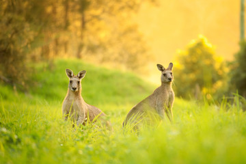 Wandcirkels Kangoeroe Kangoeroes in gouden zonsondergang  © Jandrie Lombard