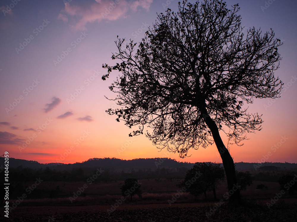 Lonely tree and sunset