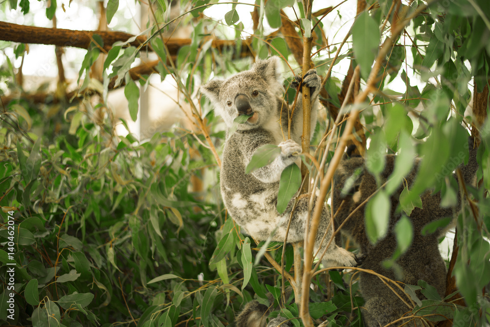 Naklejka premium Australian koala outdoors in a eucalyptus tree.