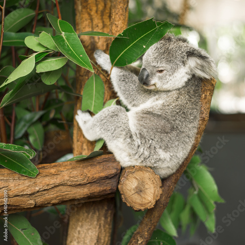 Fototapeta Naklejka Na Ścianę i Meble -  Australian koala outdoors in a eucalyptus tree.