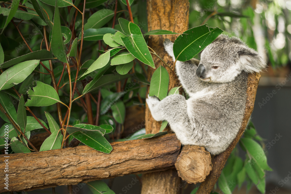 Obraz premium Australijska koala na zewnątrz w drzewie eukaliptusowym.