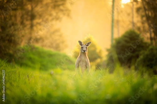 Kangaroos at sunset