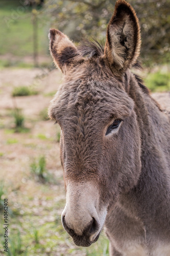Donkeys © Rinaldo